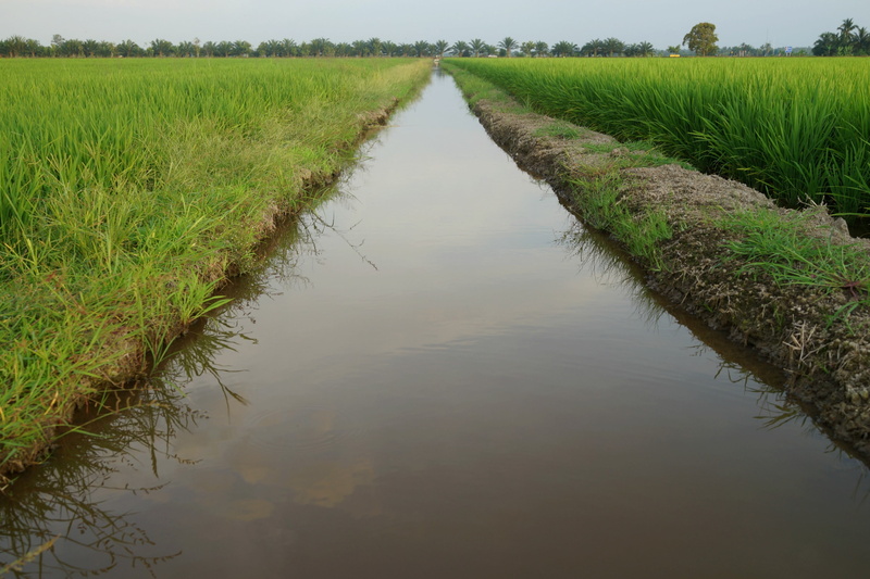tranquil scene, 4K, nature, water ways, canal, plantation, day, farm, land, outdoors, agriculture, no people, water, scenics - nature, padi fields, rice production