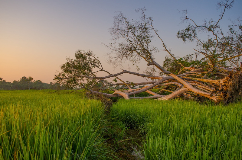 rural scene, sunrise, land, leaf, indonesian, 2K, green, plant, tranquil scene, farmer, field, padi, banyan, environment, nature, scenics - nature, growth