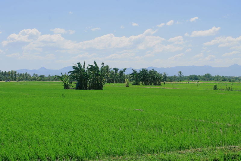 4K, pictures, landscape, indonesian, images, tranquility, cloud - sky, growth, ntt, green, plant, rural scene, green color, environment, grass, padi, outdoors