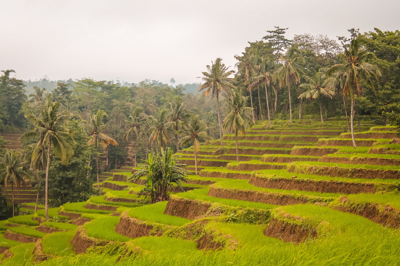 farm, land, coconut, tranquil scene, rice - cereal plant, padi, landscape, rice paddy, agriculture, tranquility, outdoors, plant, 4K, beauty in nature