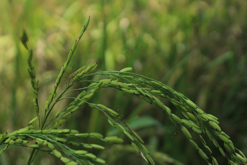 field, outdoors, green color, padi, growth, plant, selective focus, 5K, rural scene, green, plantation, leaf, plant part, cereal plant, crop, focus on foreground