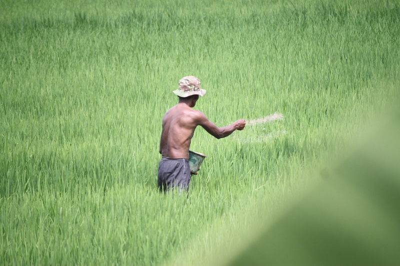 adult, farm, nature, rural scene, rice - cereal plant, outdoors, plant, agriculture, grass, growth, 2K, occupation, working, Field, green color, land