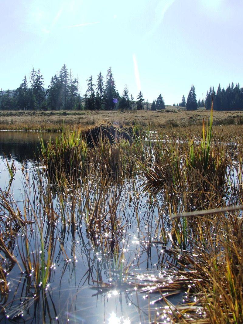 2K, growth, lake, beauty in nature, land, reflection, autumn, Pine, tranquil scene, plateau, water, day, outdoors, moor, marsh, scenics - nature, sky