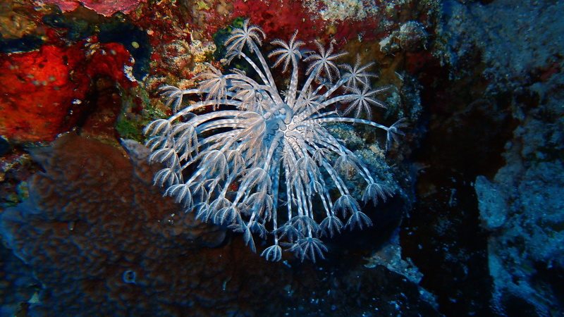 outdoors, beauty in nature, cnidarian, water creature, padi, sea life, one animal, sea, reef, animal wildlife, close-up, meeresbewohner, marine, underwater