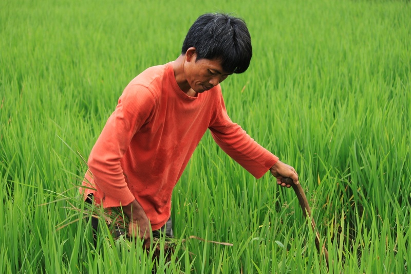 farmer, 1080P, field, leisure activity, three quarter length, day, nature, young adult, agriculture, padi, green, land, males, rural scene, plant, one person