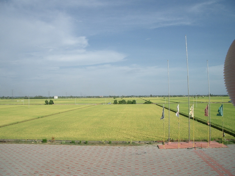 fields, sky, agriculture, landscape, electricity, sekechan, nature, grass, day, land, tranquility, plant, wheat, no people, farm, greenery, countryside