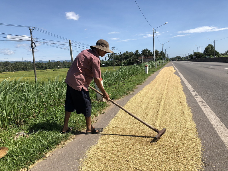 shadow, farmer, grain, malaysia, sky, burma, full length, occupation, field, grains, farmland, outdoors, men, real people, rice, raking, agriculture, drying