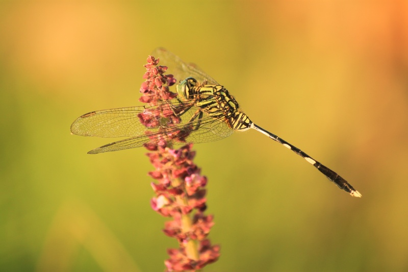 animal wildlife, invertebrate, flower, zoology, banyumas, insect, kinjeng, jateng, day, 2K, close-up, flowering plant, dragonfly, insects, nature, animal wing