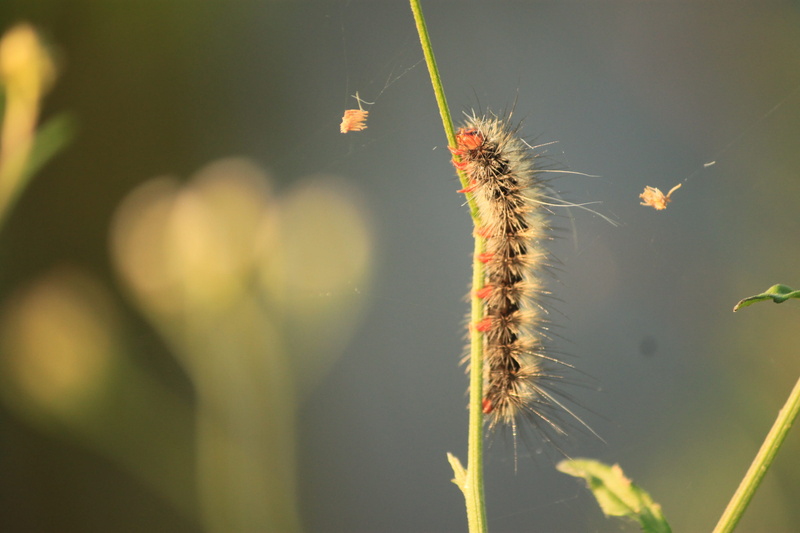 green color, plant, insect, banyumas, indonesian, close-up, animals in the wild, beauty in nature, Feather, animal themes, one animal, outdoors, focus on foreground