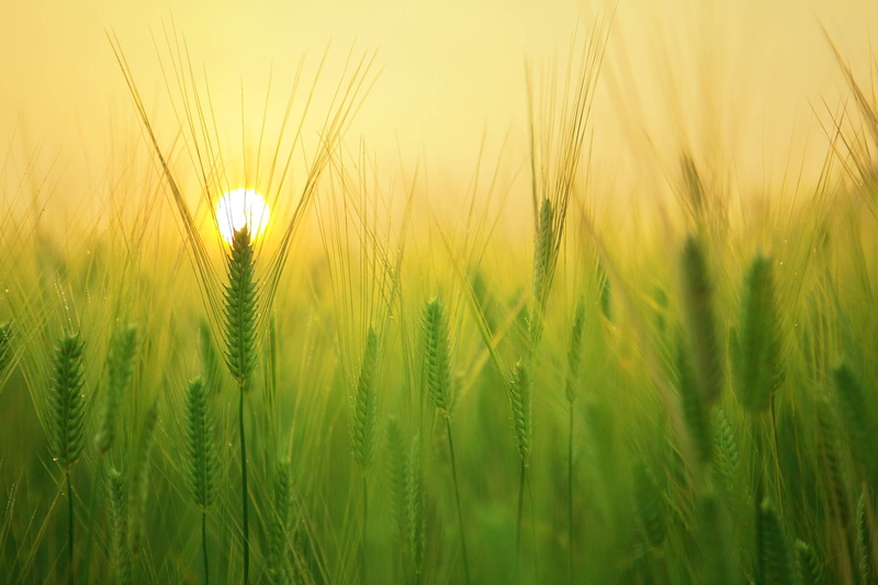 4K, field, harvest, sunrise, barley, wheat, morning