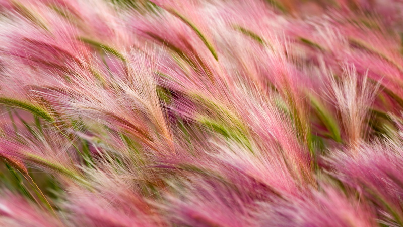 5K, Foxtail Barley, 5K