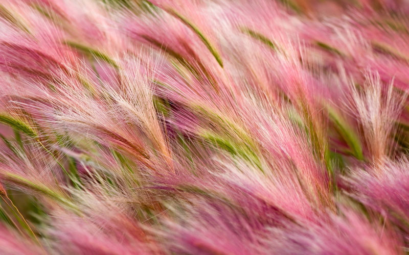softness, Barley, close-up, purple, pattern, feather, growth, selective focus, k, beauty in nature, nature, focus on foreground, backgrounds, multi colored