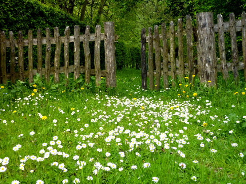 2K, opened, growth, flowers, tranquility, tree, green color, meadow, wooden, outdoors, picket fence, beauty in nature, freshness, nature, springtime, fence