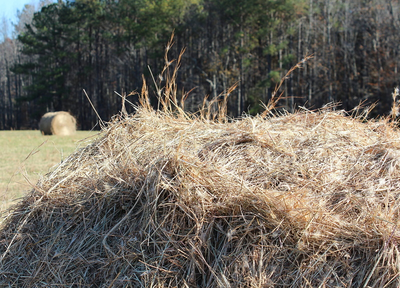 plant, focus on foreground, Field, grass, Fodder, Dried, Grass, tree, outdoors, bale, nature, land, hay field, hay, rural scene, Hay, hay pile, farm, landscape