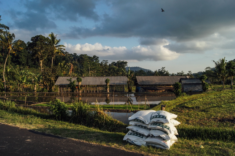 green color, farm, tree, sky, sacks, no people, land, skies, grass, agriculture, fertiliser, built structure, cloudy, water, vertebrate, plant, field, south east asia