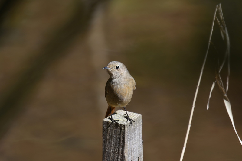 forest, natural, animals in the wild, animal themes, seasonal, wood - material, day, close-up, bird, landscape, post, 5K, spring, a key, outdoors, fields