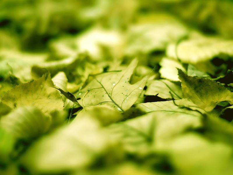freshness, green, beauty in nature, no people, plant part, close-up, hd, day, leaf, nature, sunlight, plants, leaf vein, selective focus, grass, food, outdoors