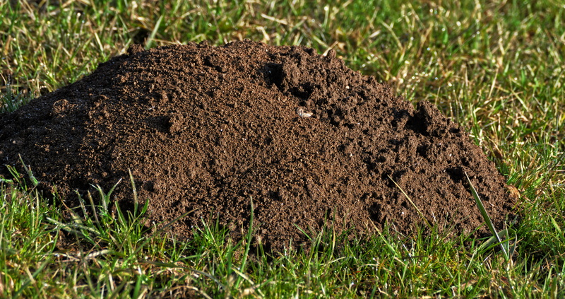 erdhaufen, mud, group of animals, pile, meadow, animal, land, brown, nature, molehill, green color, close up, day, agriculture, animals in the wild, dirt