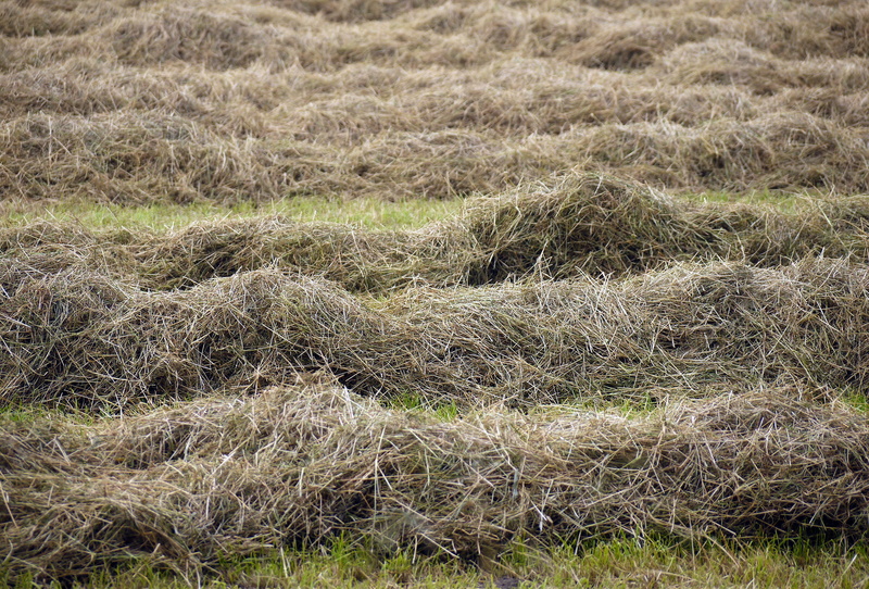 day, rural scene, grass, high angle view, gehäufelt, environment, outdoors, plant, dried, pile, farm, luftrocknung, meadow, tranquility, feed, land, growth