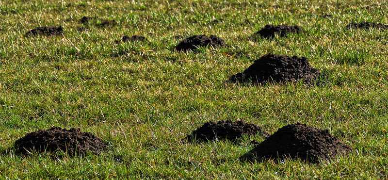 molehill, sunlight, day, grass, growth, animal, land, pile, 5K, animals in the wild, animal wildlife, plant, field, environment, green color, meadow, erdhaufen