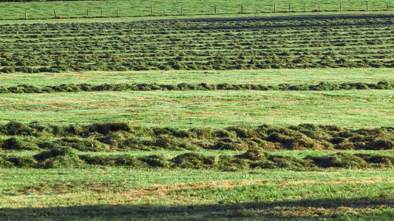 hay, dried grass, mow, green color, tranquil scene, beauty in nature, growth, no people, agriculture, 4K, scenics - nature, farm, lines, grass, full frame