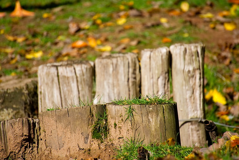 5K, post, outdoors, land, barrier, log, grass, boundary, field, no people, bark, leaves, focus on foreground, tree, nature, day, fence post, landscape