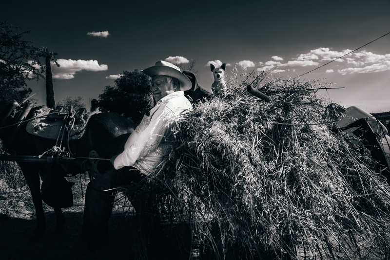 straw, photo, farm, day, photography, leaning, vertebrate, 5K, clothing, real people, apparel, sun hat, livestock, domestic animals, countryside, tree