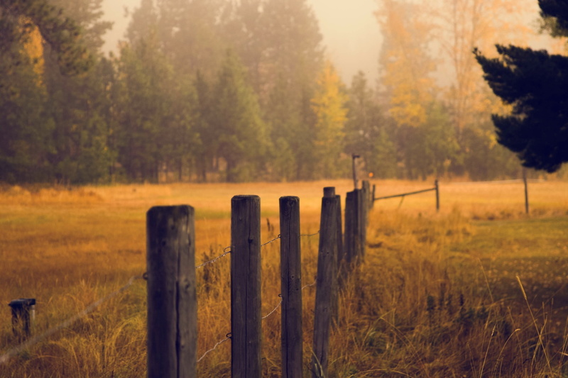 wooden post, landscape, grass, protection, forest, woodland, outdoors, pine tree, focus on foreground, piles, tranquility, plant, growth, tree, environment