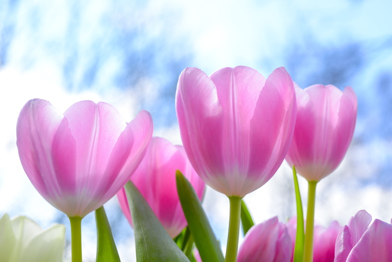 5K, beauty in nature, husk, inflorescence, close-up, flower, nature, floral, no people, summer, growth, cloud - sky, softness, crocus, garden, flowers