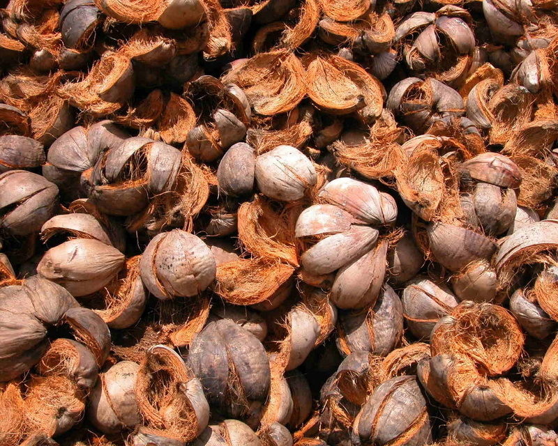 fruit, no people, wellbeing, shells, healthy eating, full frame, retail display, day, market stall, food and drink, nut, abundance, nuts, ripe, husk, coconut
