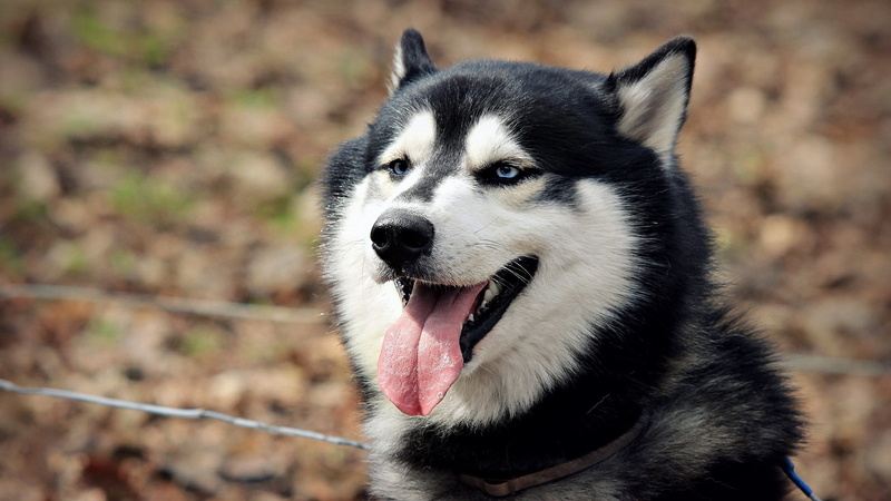 animal tongue, puppy, friendship, panting, domestic Animals, sled Dog, fur, animal, cheerful, outdoors, cute, close-up, muzzle, border collie, domestic
