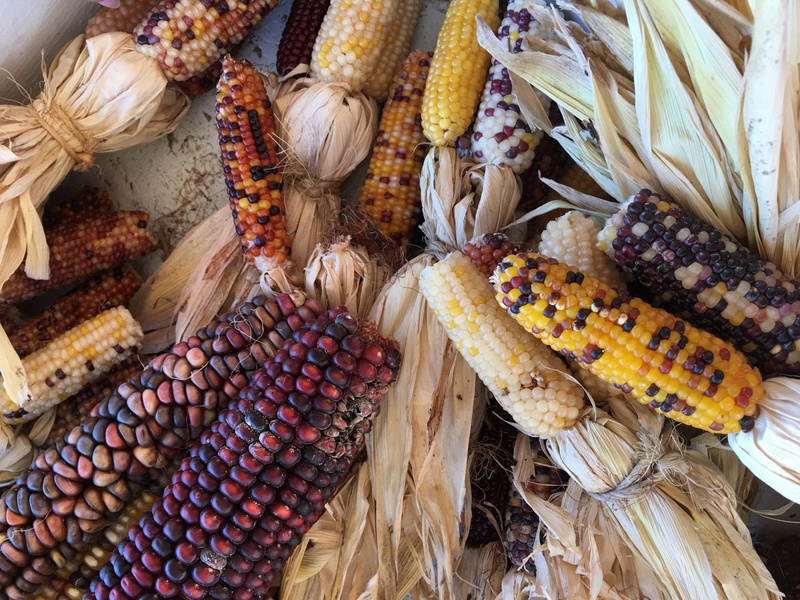 agriculture, corn on the cob, 4K, corn, corn - crop, no people, yellow, wellbeing, nature, outdoors, cereal plant, day, crop, variation, sweetcorn, food and drink