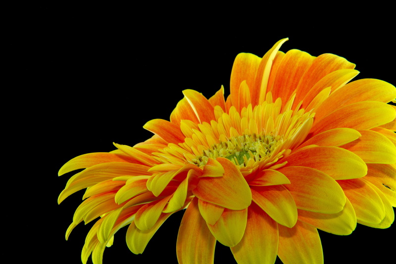 flowering plant, flower, daisy, color, flora, pollen, bloom, delicate, petals, garden, vulnerability, head, blossom, bright, plant, no people, petal, flower arrangement