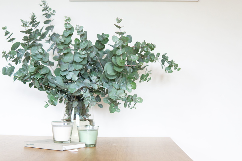 plant, close-up, growth, table, flower head, green color, branch, freshness, tree, pot, day, botanical, bonsai tree, beauty in nature, flower pot, nature