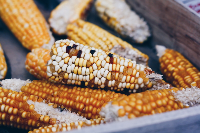 still life, selective focus, food, dieting, vegetables, cereal Plant, summer, cobs, healthy Eating, 4K, corn, focus on foreground, organic, dry, sweetcorn