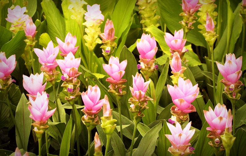 outdoors, garden, pink color, flora, summer, botanical, fresh, petals, daisy, nature, macro, beautiful, collection, colorful, set, lily, orchid, purple