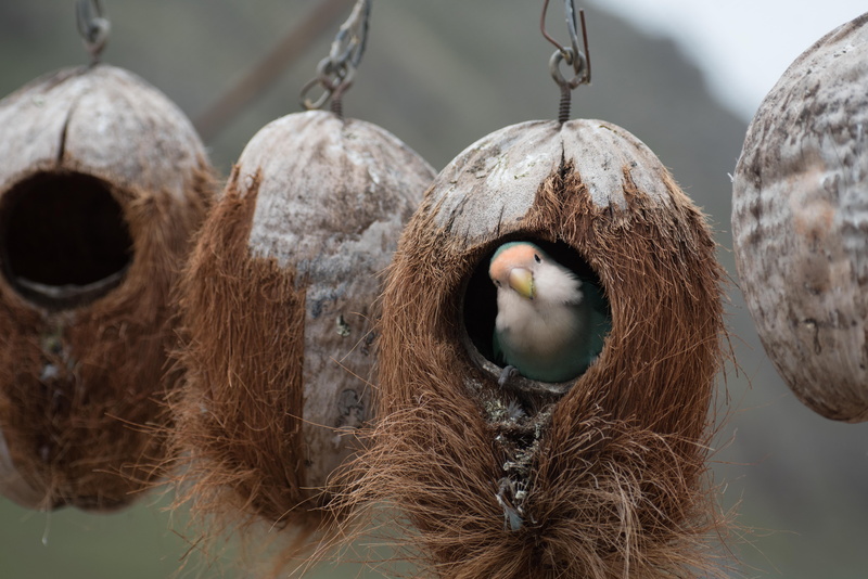 bird, focus on foreground, close-up, white, 5K, vertebrate, animal themes, nature, animals in the wild, animal wildlife, no people, hanging, husk, animal