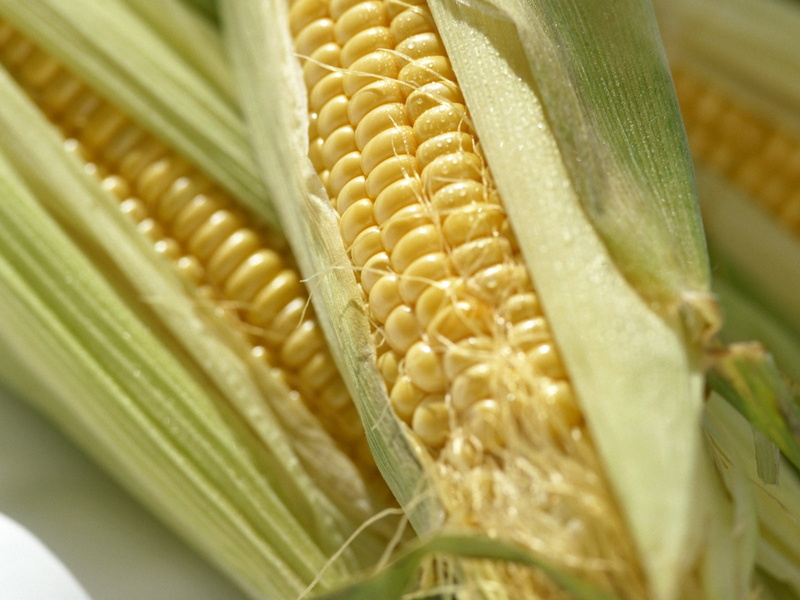 close-up, fruits, crop, healthy Eating, raw food, vegetable, food, farm, snack, husk, vegetables, corn, ripe, 720P, seed, food And Drink, cord, corn cob