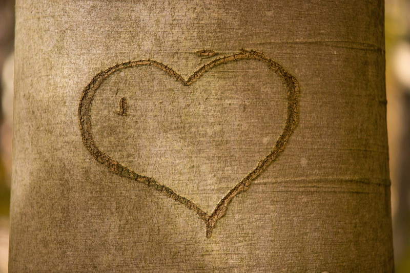 surface, tree bark, creativity, romance, engraved, close, relationship, background, tree, design, valentines day - holiday, paper, emotion, brown, textured effect