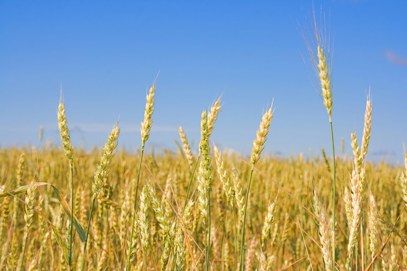rural, scene, sky, kernel, farm, harvesting, dry, 4K, plant, food, no people, land, golden, flour, spiked, landscape, peasant, stem, value, seed, field