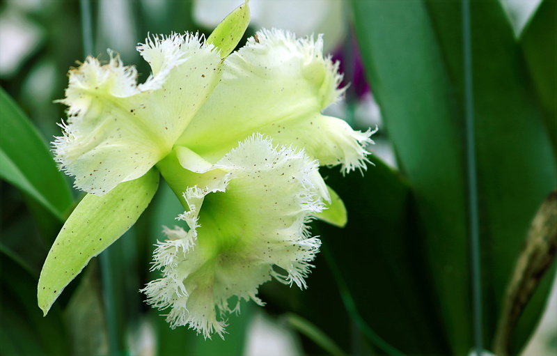orchid, blur, pollen, photography, plant, green, garden, drop, 2K, petal, nature, delicate, plant part, outdoors, vulnerability, beauty in nature, springtime