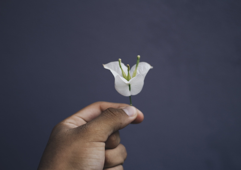 human hand, studio shot, leaf, vulnerability, plant, flower, nature, care, sprout, black background, 4K, environment, human body part, delicate, plants