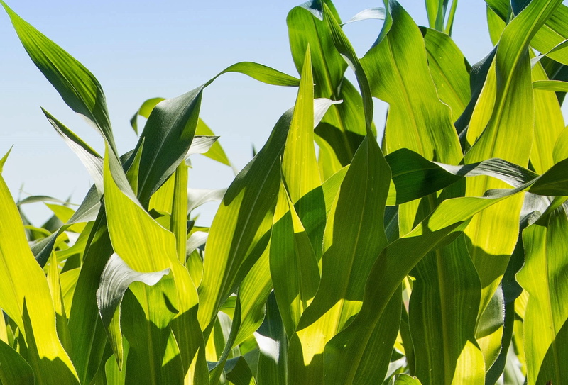 plant, beauty in nature, field, corn husks, agriculture, corn, leaf, foliage, plants, growth, cereal plant, sky, green Color, green leaf, summer, nature