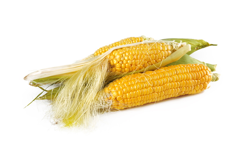 ripe, no people, crop, cereal plant, food, sweetcorn, cut out, gold, husk, vegetable, nature, fall, corn, harvest, two, 4K, natural, corns, raw food, white background