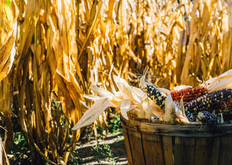 2K, sunlight, crop, colorful, freshness, growth, plant, nature, land, focus on foreground, ear, close-up, food and drink, outdoors, ripe, day, cob, pail