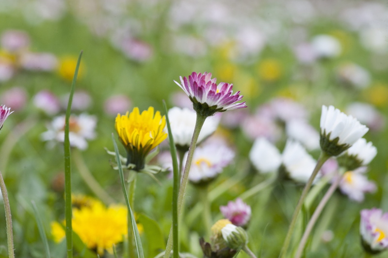 blossom, blooming, flower, land, floral, spring, daisy, inflorescence, freshness, flora, sow-thistle, beauty in nature, petal, vulnerability, yellow, flower head