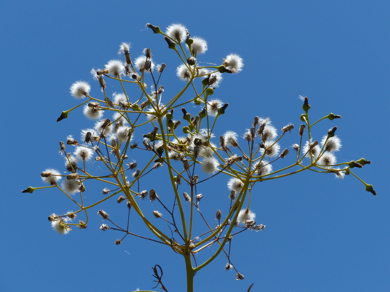 day, plant, seeds, clear sky, springtime, asteraceae, fragility, sow-thistle, thistle, sky, milk thistle, congestus, nature, Tree Sow-Thistle, sonchus congestus