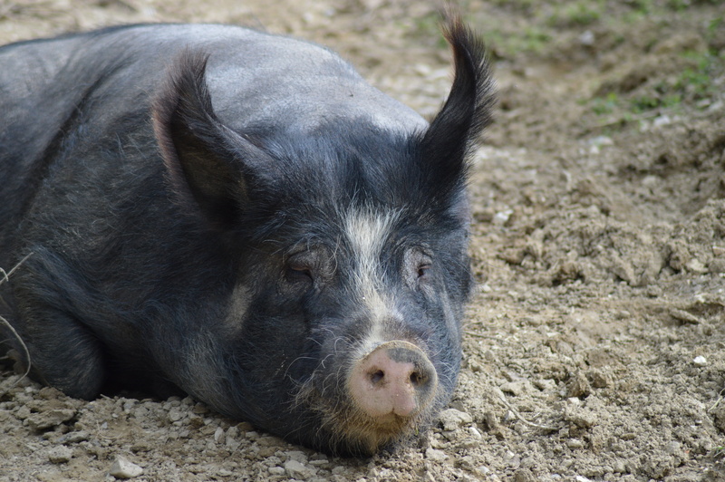 snout, animal head, pig, small, mammal, domestic, sow, no people, outdoors, cute, day, black, pets, animal body part, muzzle, rural Scene, 5K, land, livestock