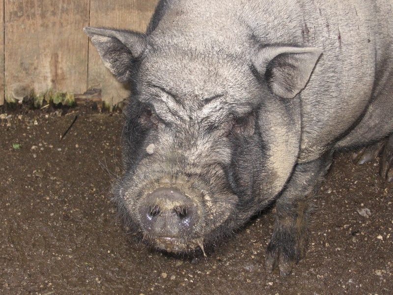 happy pig, portrait, animal body part, animal themes, pigsty, nature, close-up, pig, pets, domestic, mammal, livestock, animal wildlife, animal, vertebrate