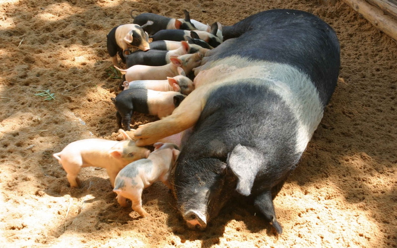 no people, farm, domestic Animals, land, barn, pets, agriculture, outdoors, pig, nature, mud, livestock, domestic, rural Scene, cute, sunlight, animal family